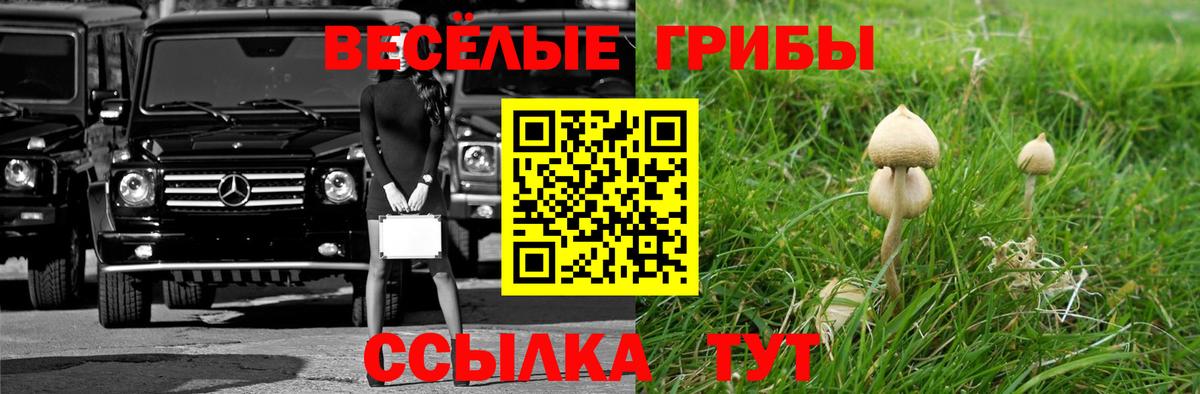Ачхой-Мартан  Псилоцибиновые грибы Psilocybine cubensis  Псилоцибиновые грибы прущие грибы  Вход с VPN 